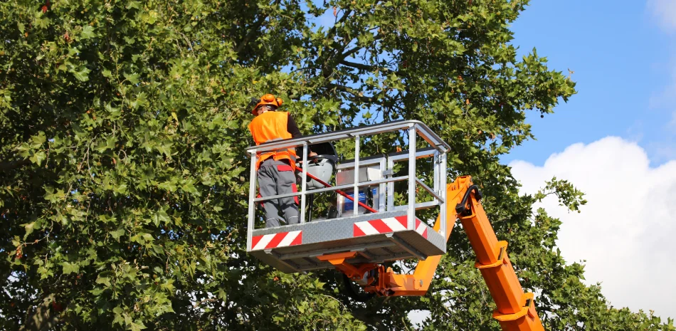 Tree Removal Tree Removal
