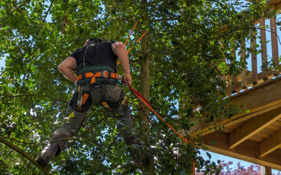 ongoing tree trimming services for a client